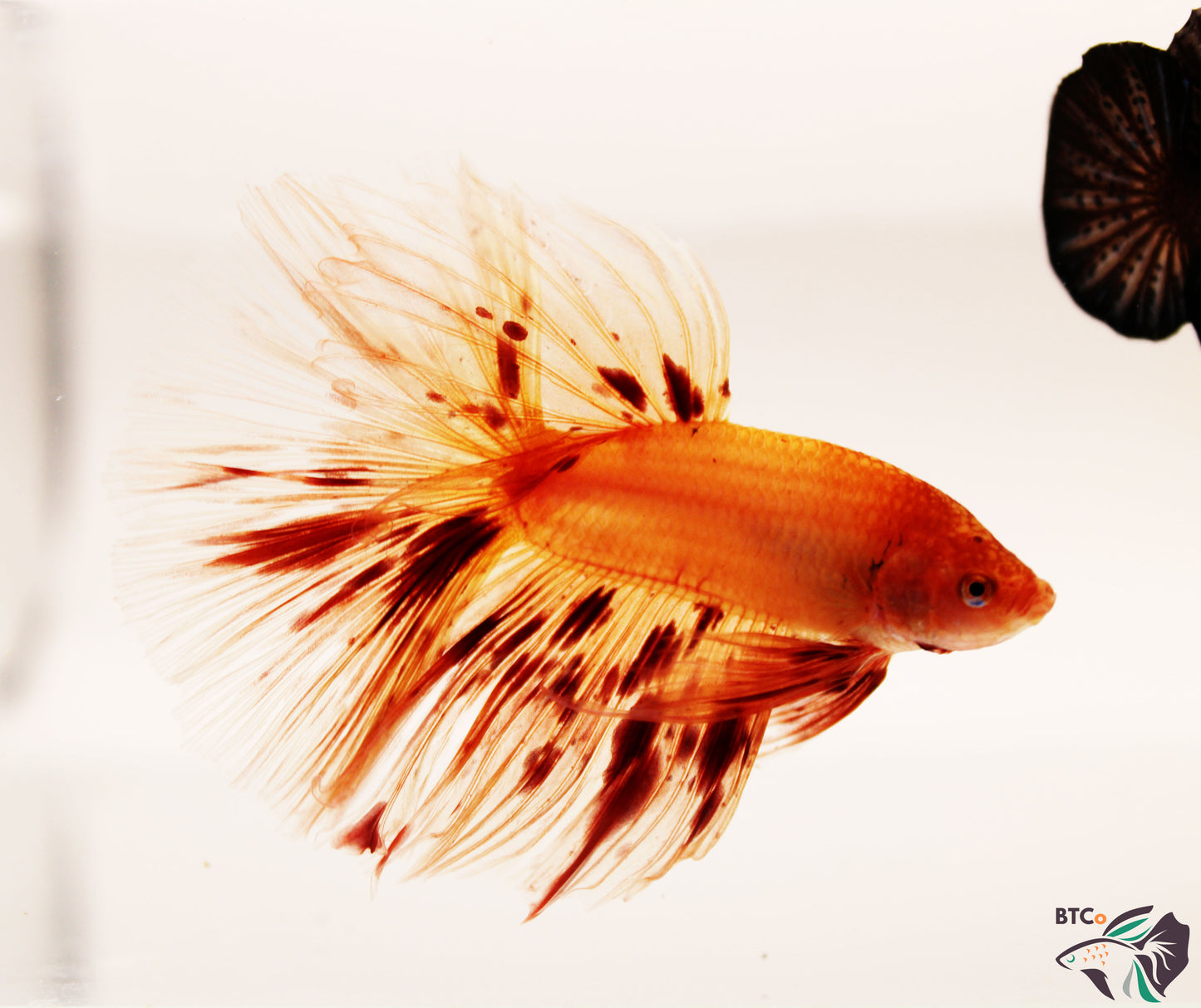 Max - Vanda (Armageddon) Over Halfmoon - Male