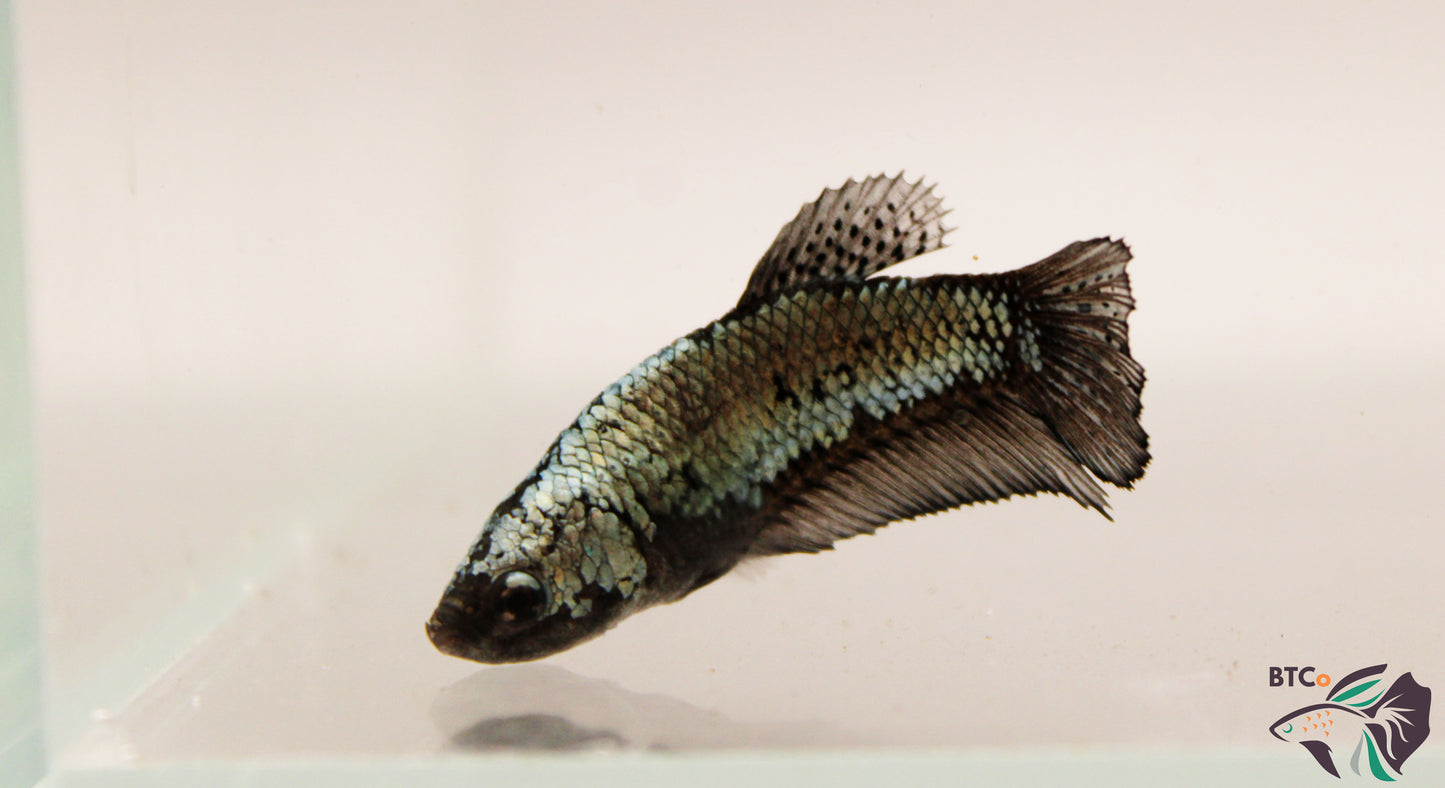 Abby - Samurai - Female