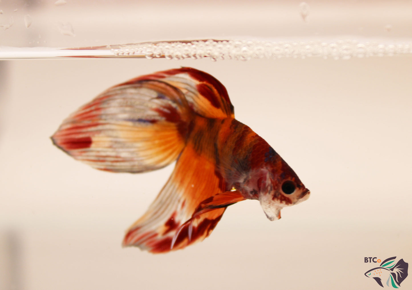 Yoshi - Nemo Koi Veiltail Betta - Male