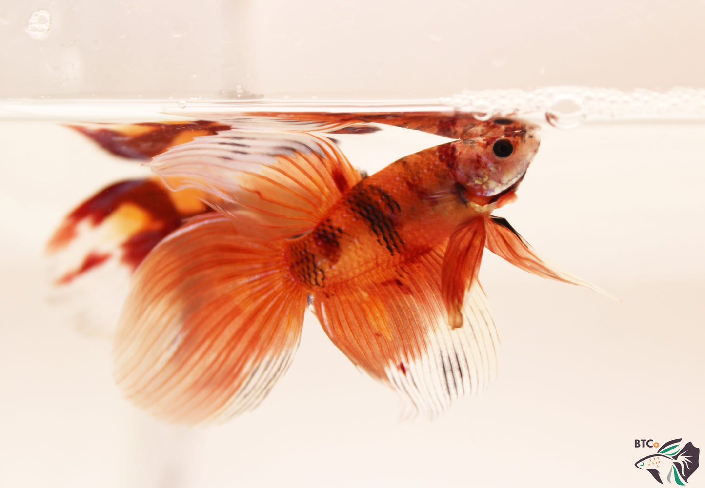 Xander - Nemo Koi Veiltail Betta - Male