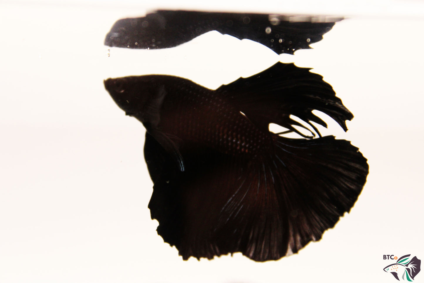 Trapper - Black Orchid Halfmoon - Male