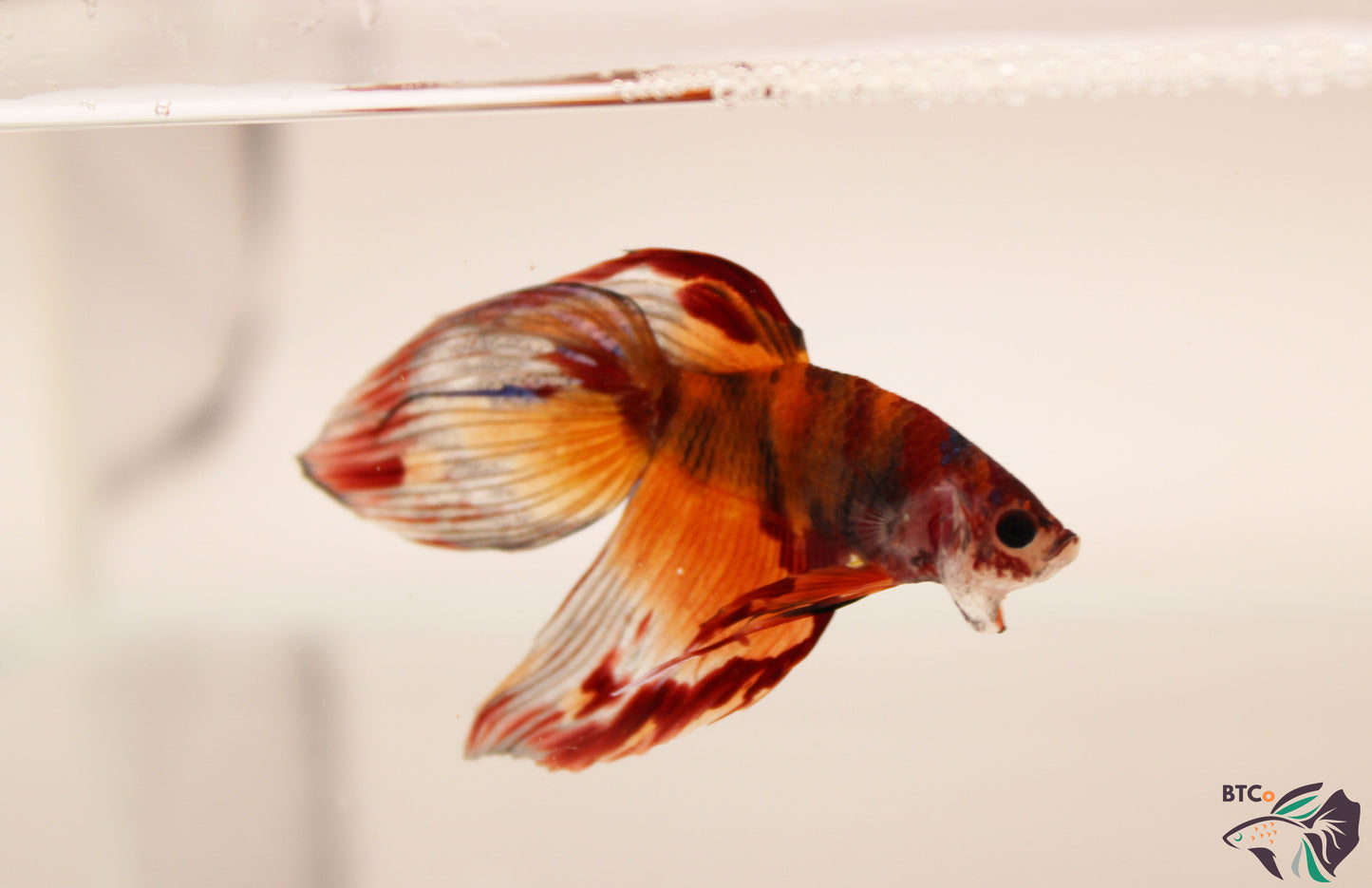 Yoshi - Nemo Koi Veiltail Betta - Male