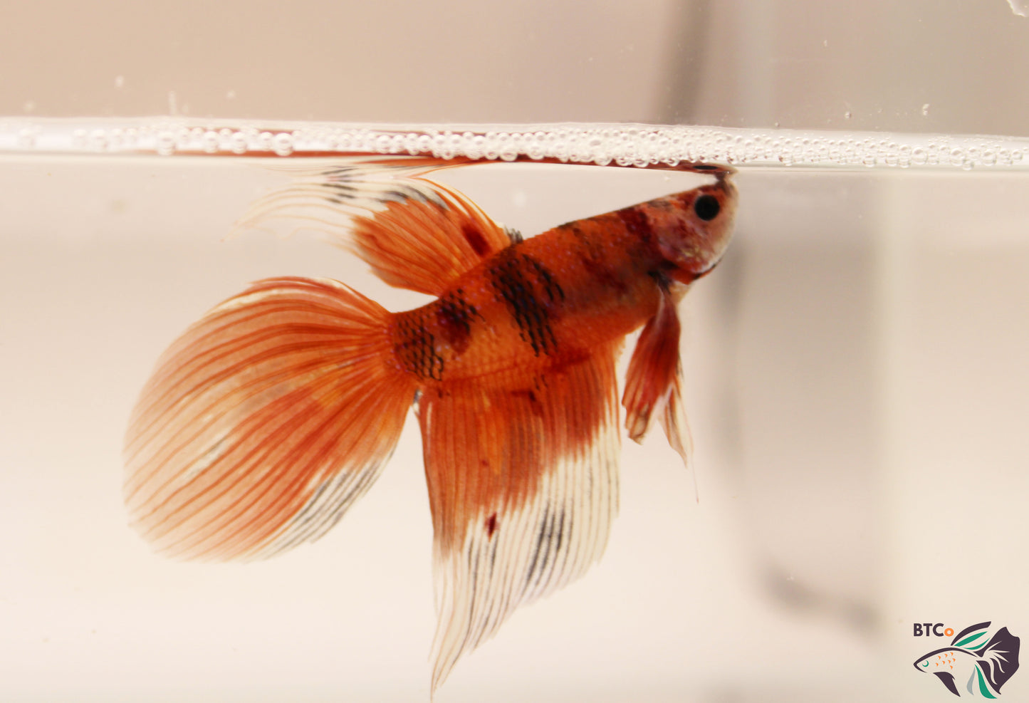 Xander - Nemo Koi Veiltail Betta - Male
