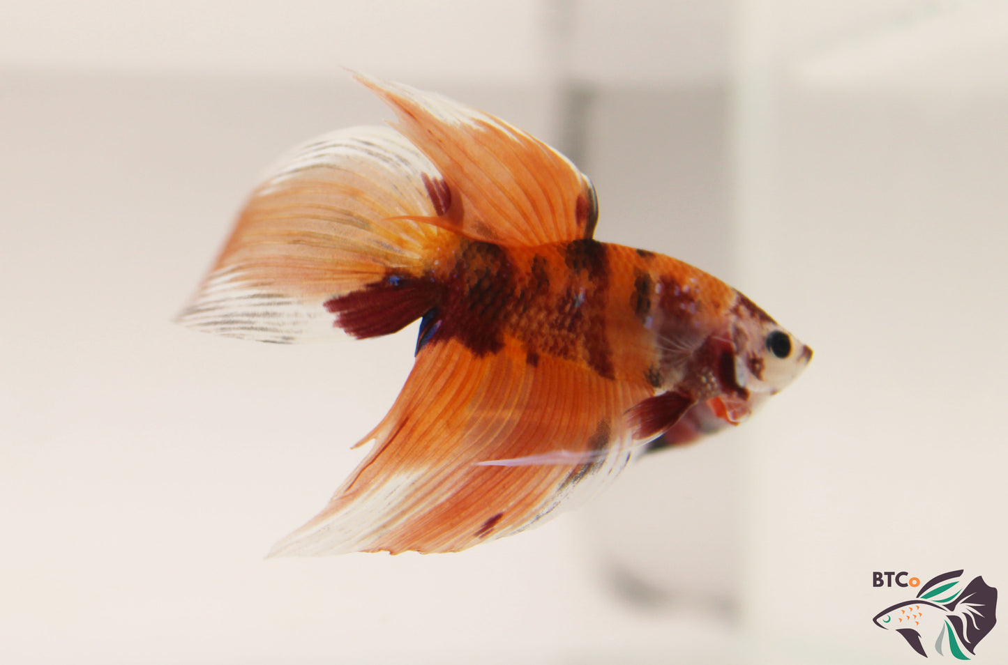 Ziggy - Nemo Koi Veiltail Betta - Male