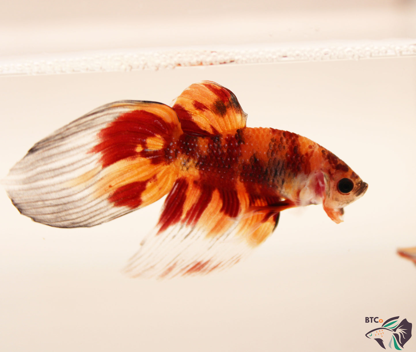 Yuki - Nemo Koi Veiltail Betta - Male