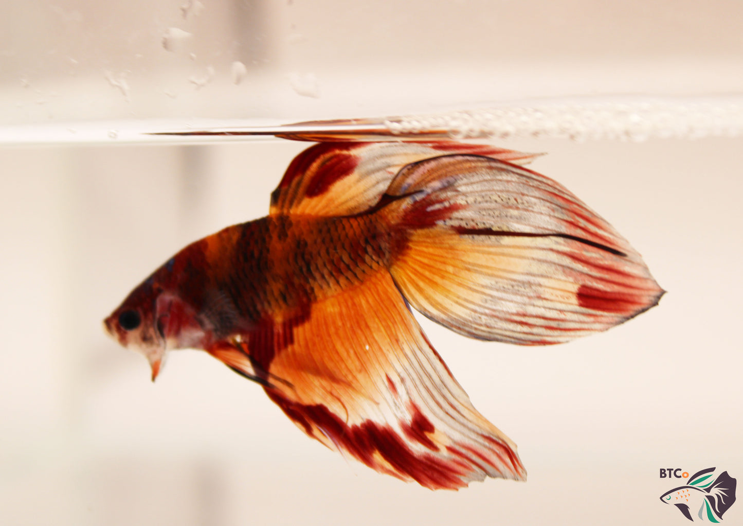 Yoshi - Nemo Koi Veiltail Betta - Male