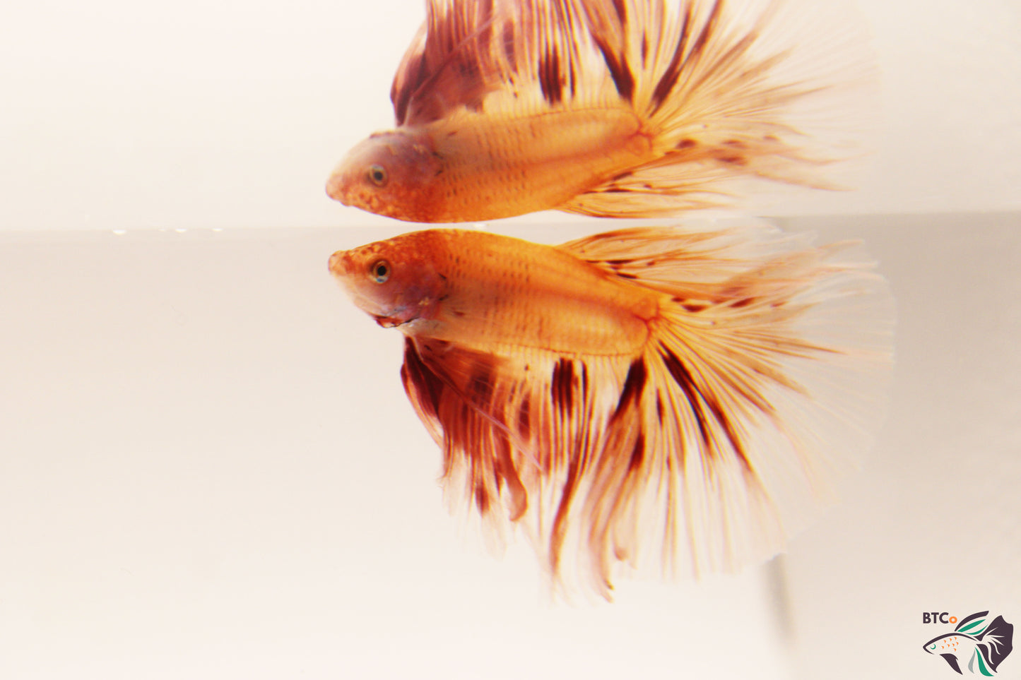 Lewis - Vanda (Armageddon) Over Halfmoon - Male