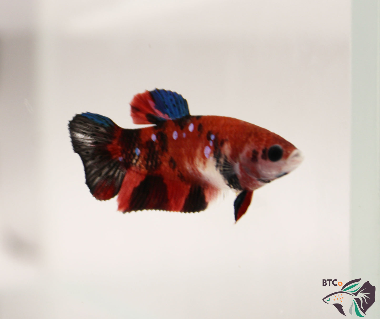 Bella - Red Koi - Female