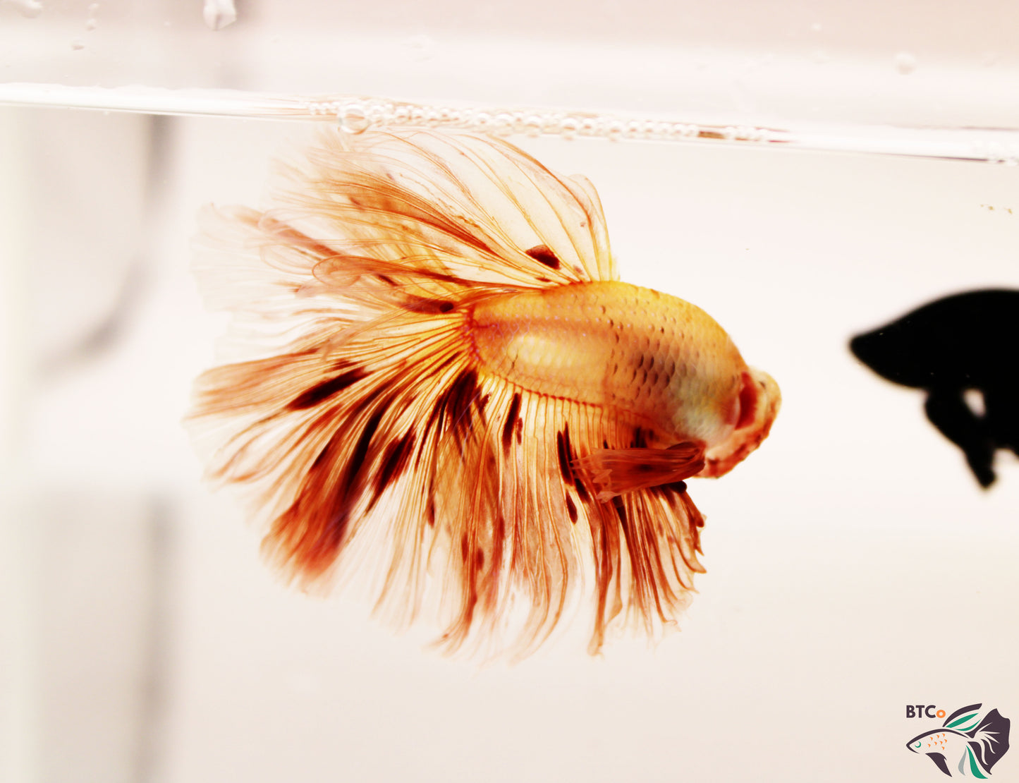 Maverick - Vanda (Armageddon) Over Halfmoon - Male