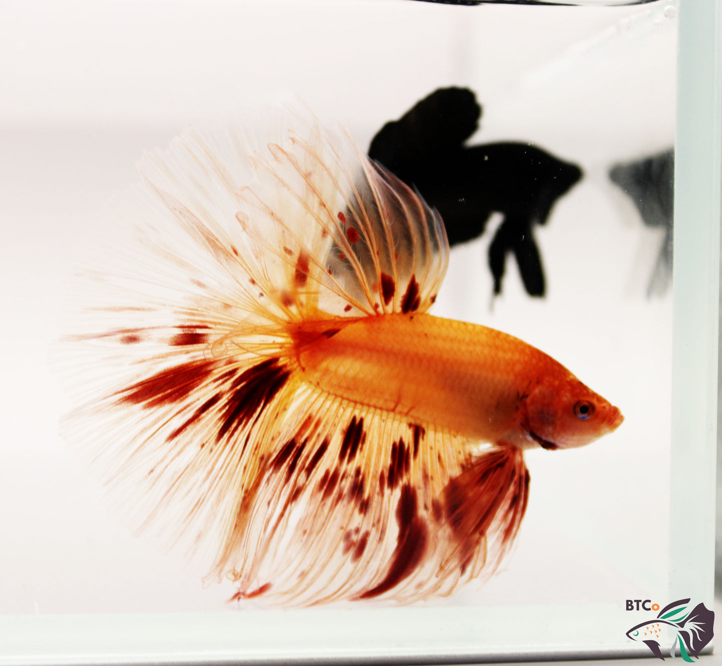 Max - Vanda (Armageddon) Over Halfmoon - Male