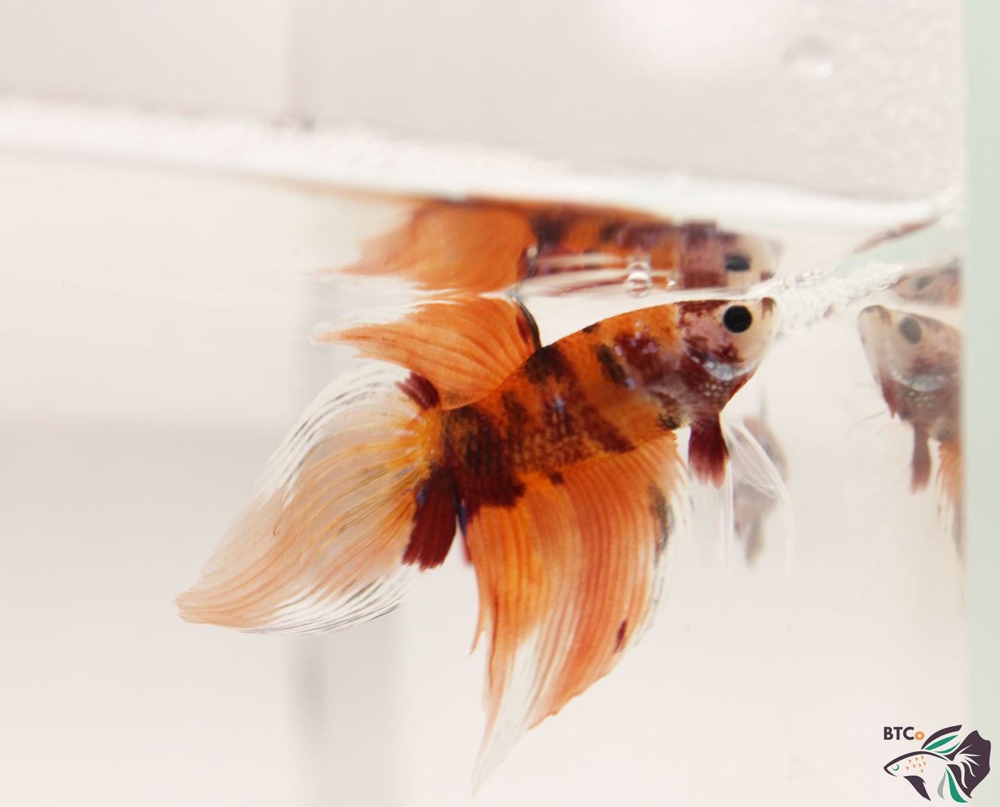 Ziggy - Nemo Koi Veiltail Betta - Male