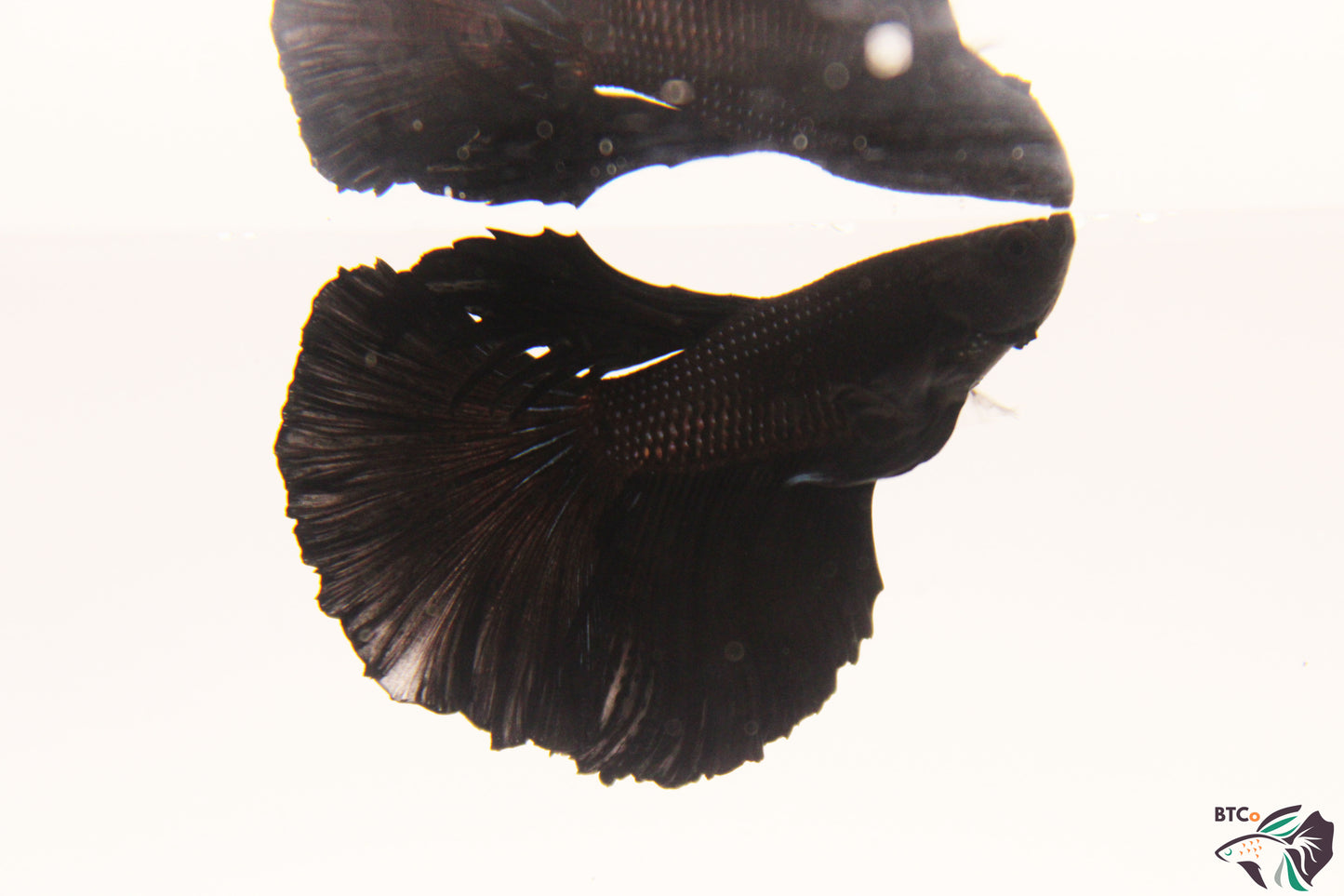 Trapper - Black Orchid Halfmoon - Male