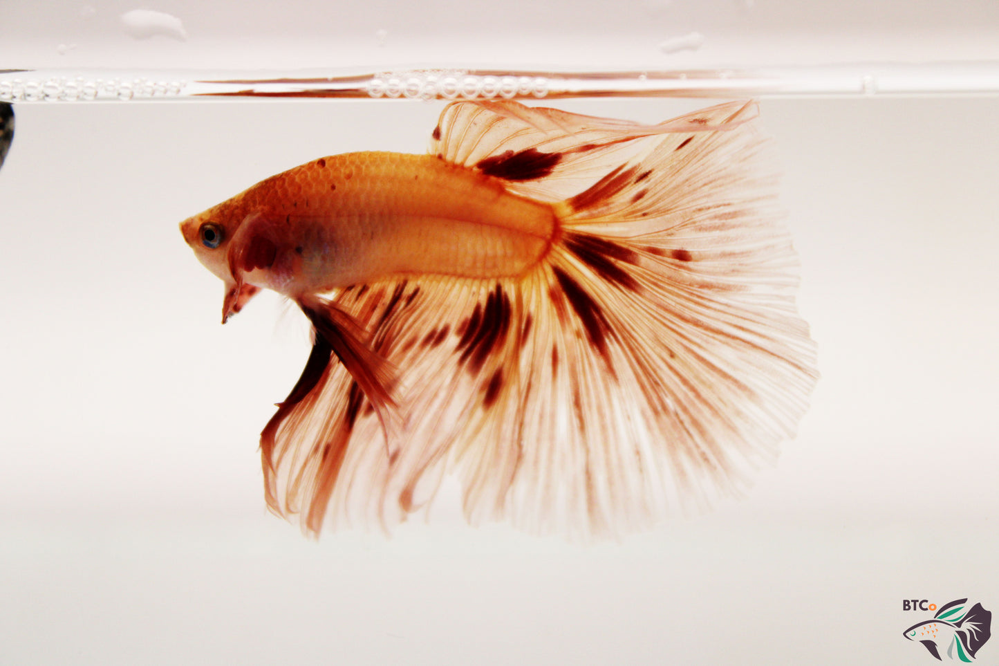 Leo - Vanda (Armageddon) Over Halfmoon - Male