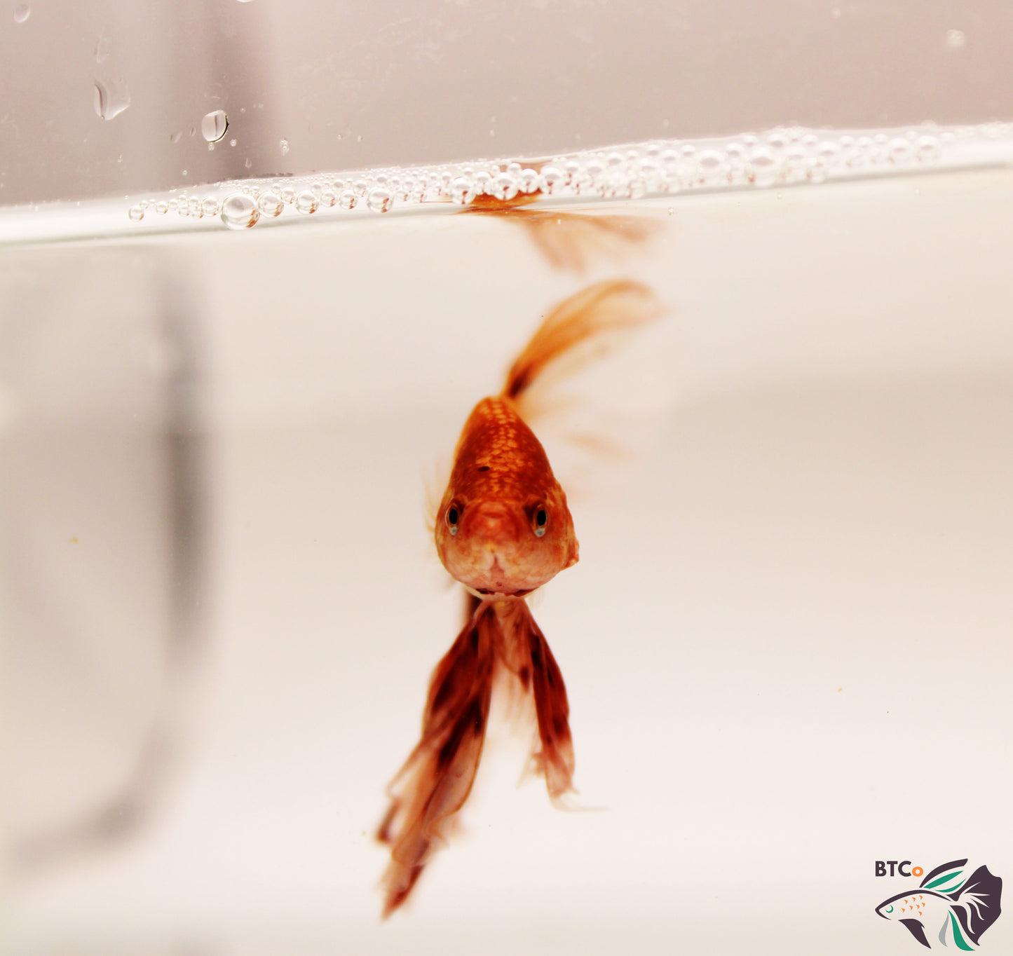 Max - Vanda (Armageddon) Over Halfmoon - Male