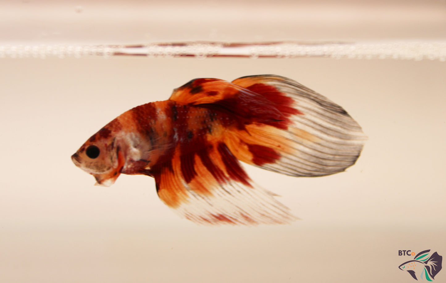 Yuki - Nemo Koi Veiltail Betta - Male
