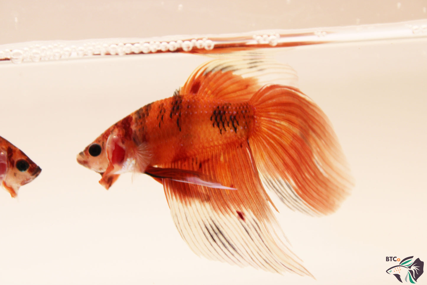 Xander - Nemo Koi Veiltail Betta - Male