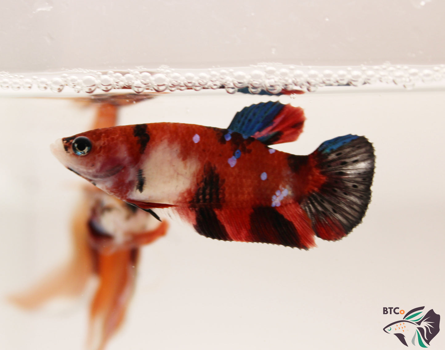 Bella - Red Koi - Female