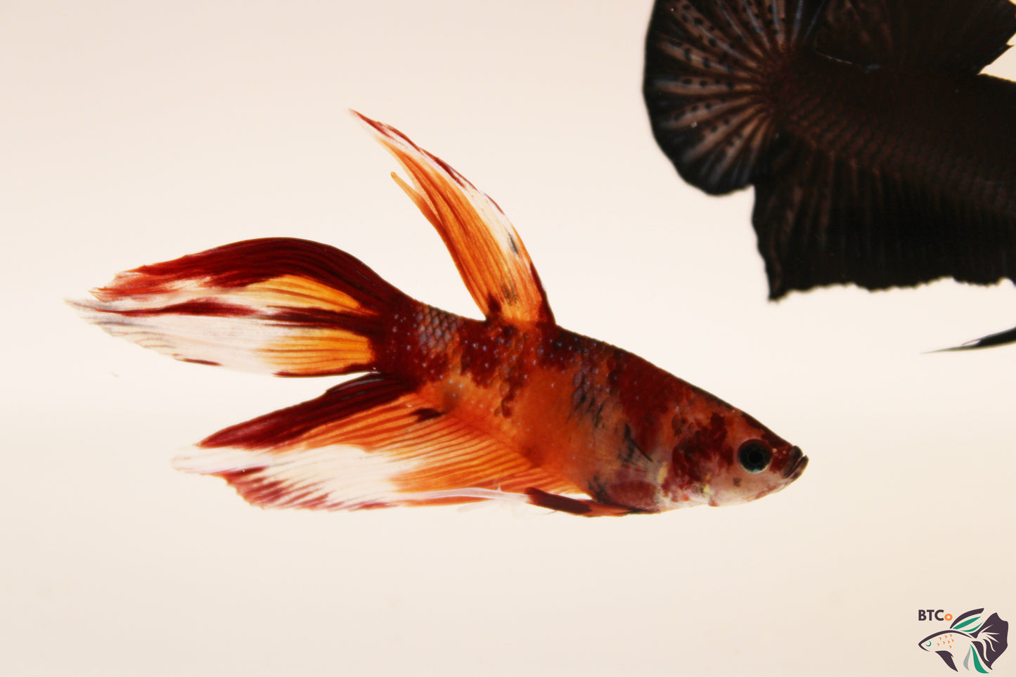 Zeus - Nemo Koi Veiltail Betta - Male