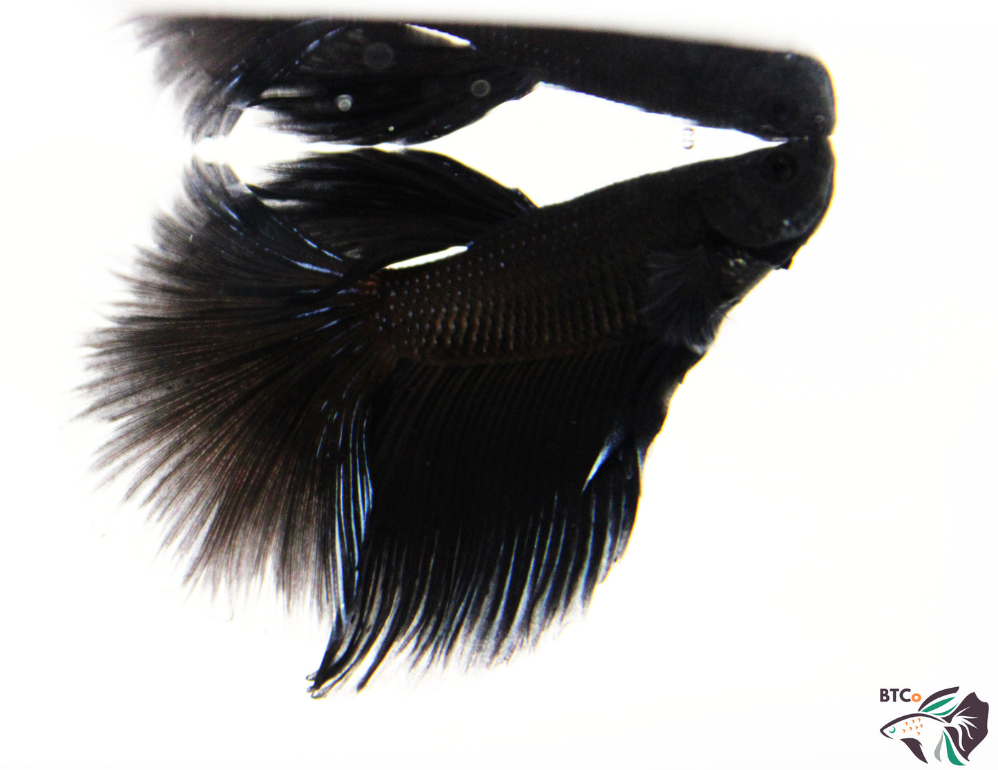 Sparky - Black Orchid Halfmoon - Male