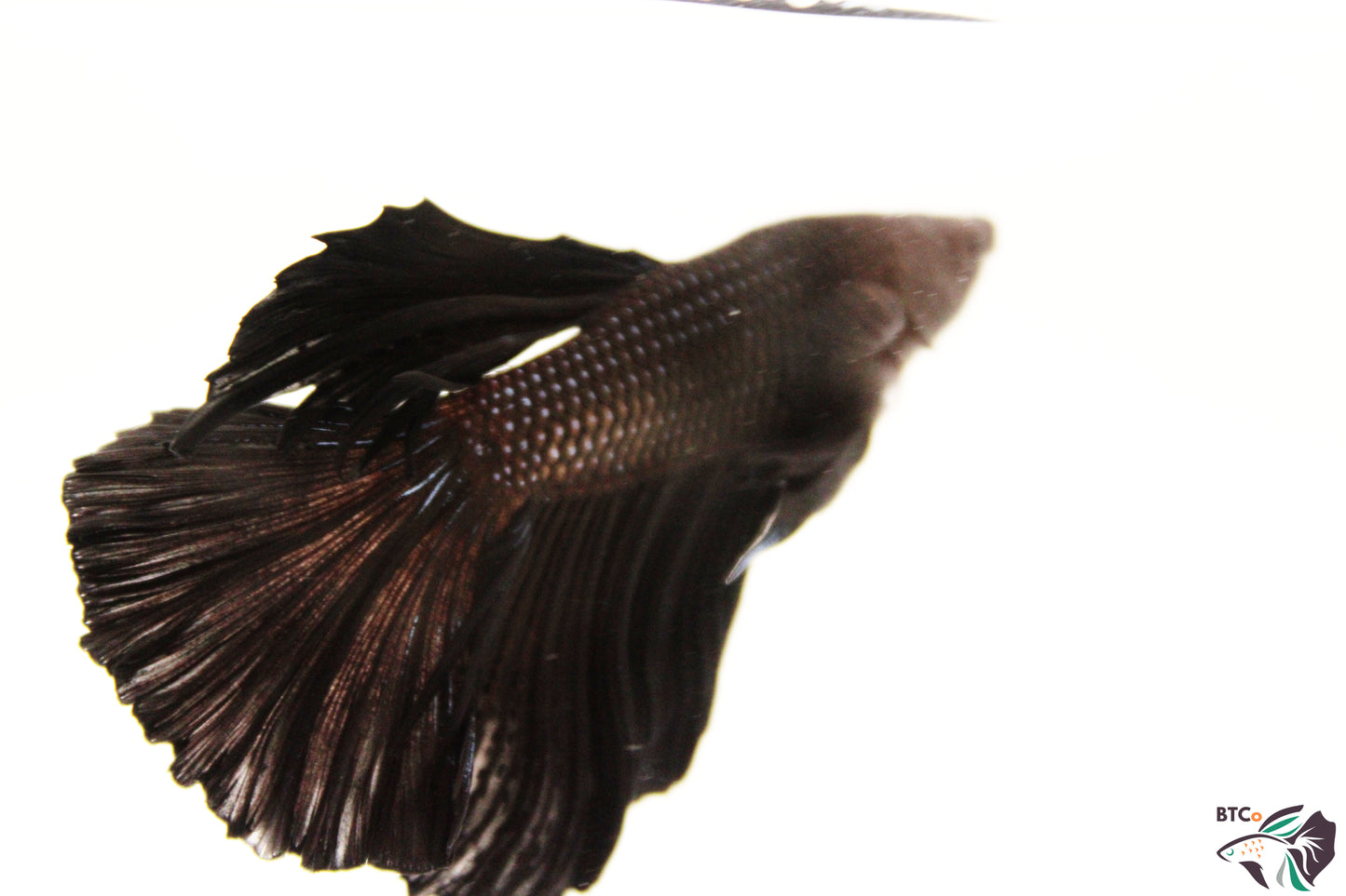 Trapper - Black Orchid Halfmoon - Male