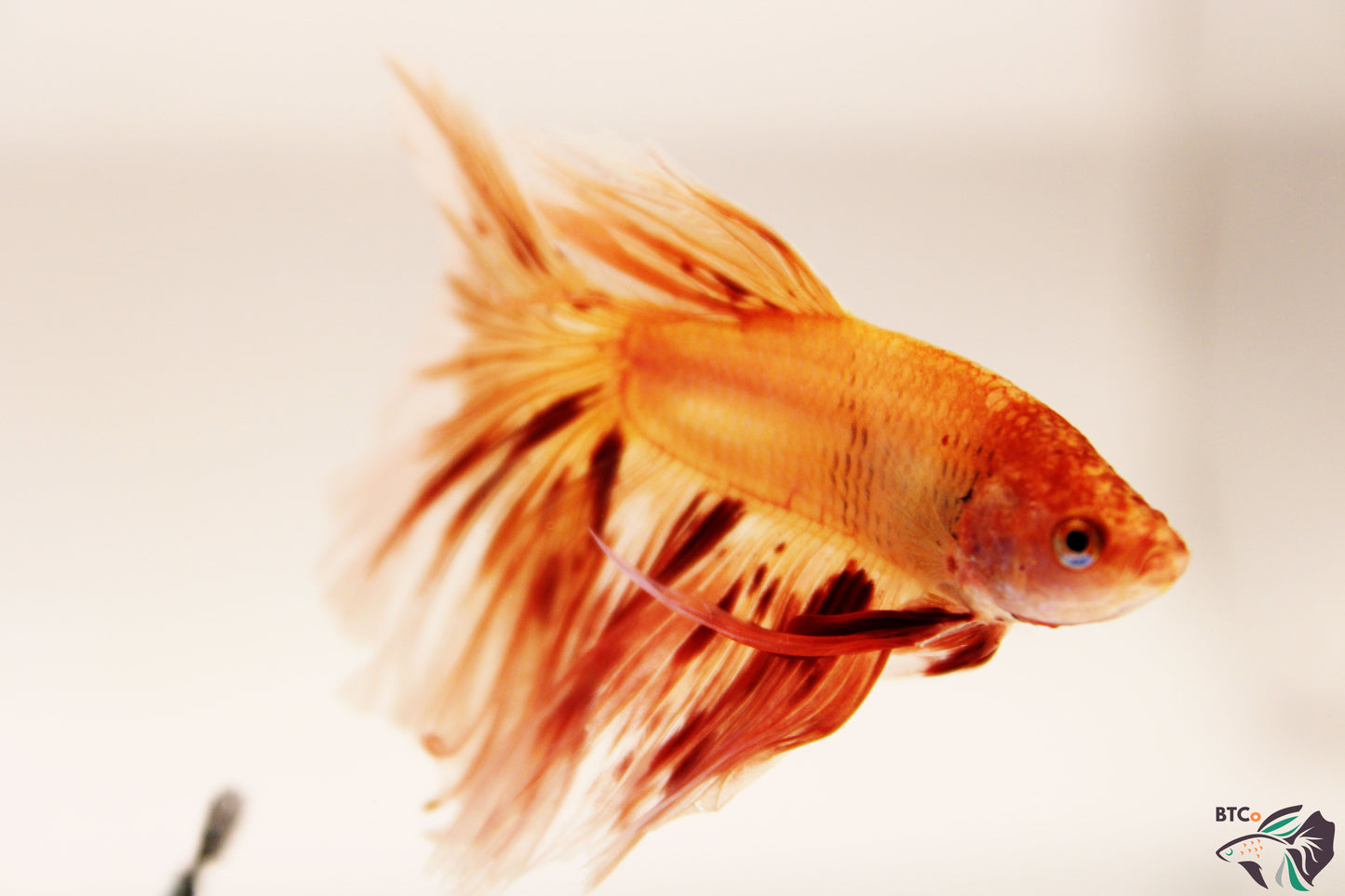 Lewis - Vanda (Armageddon) Over Halfmoon - Male