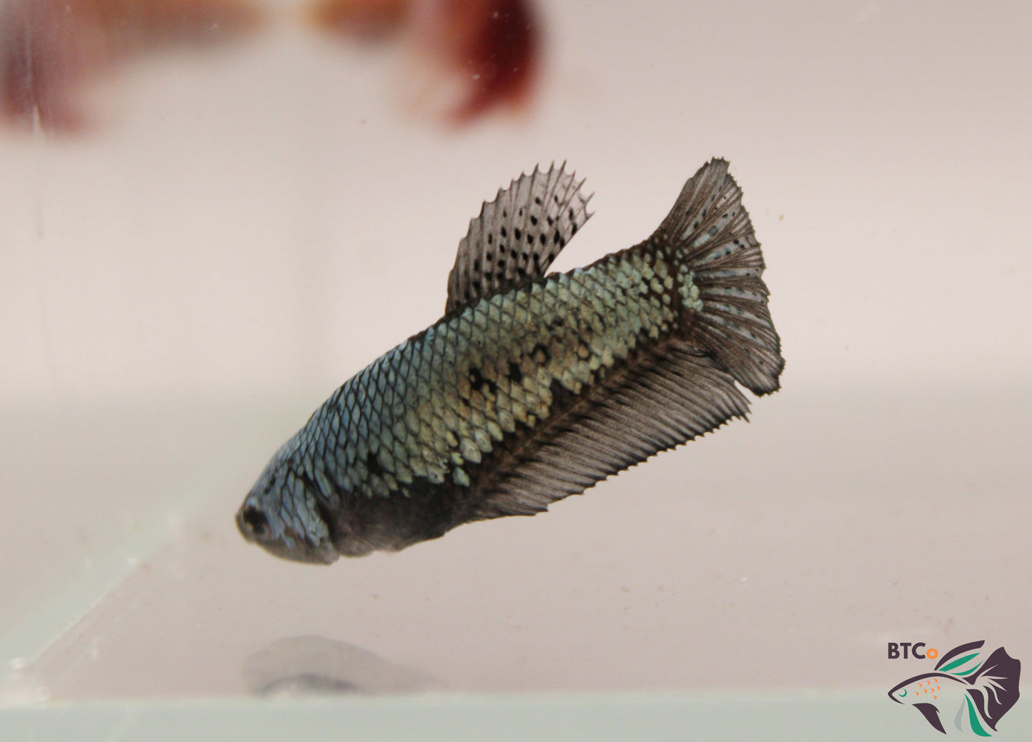 Abby - Samurai - Female