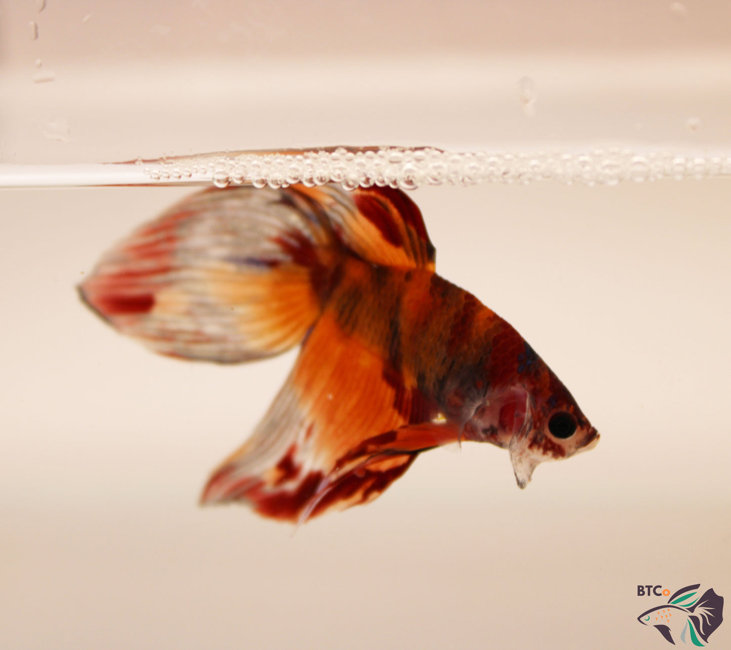 Yoshi - Nemo Koi Veiltail Betta - Male