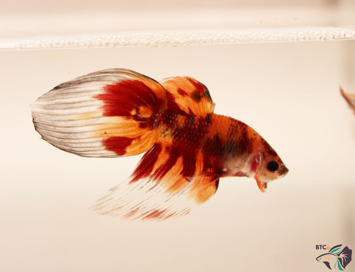 Yuki - Nemo Koi Veiltail Betta - Male