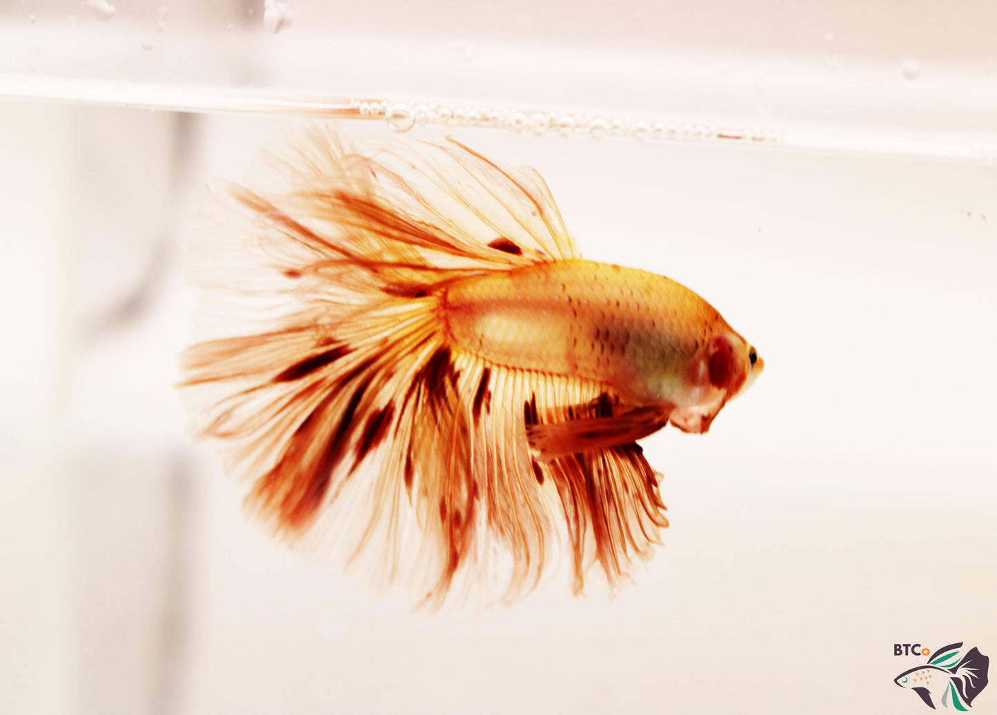 Maverick - Vanda (Armageddon) Over Halfmoon - Male