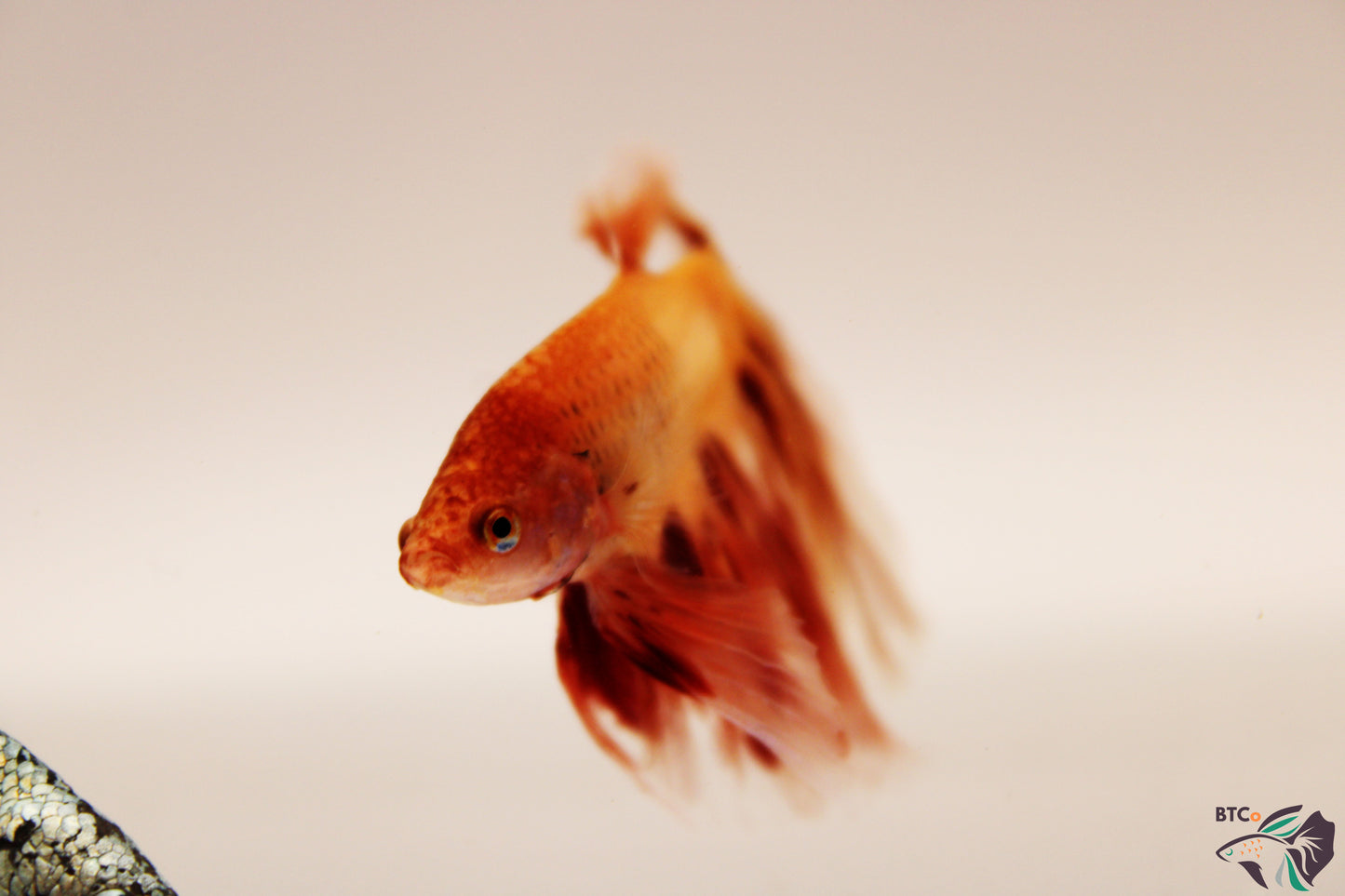 Lewis - Vanda (Armageddon) Over Halfmoon - Male