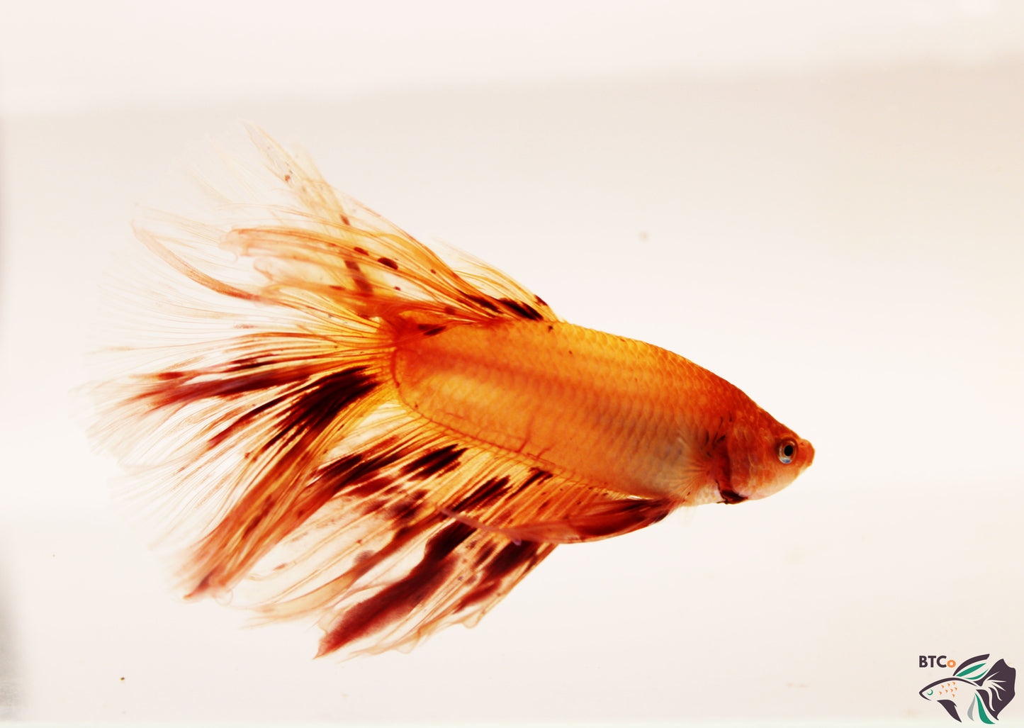 Max - Vanda (Armageddon) Over Halfmoon - Male