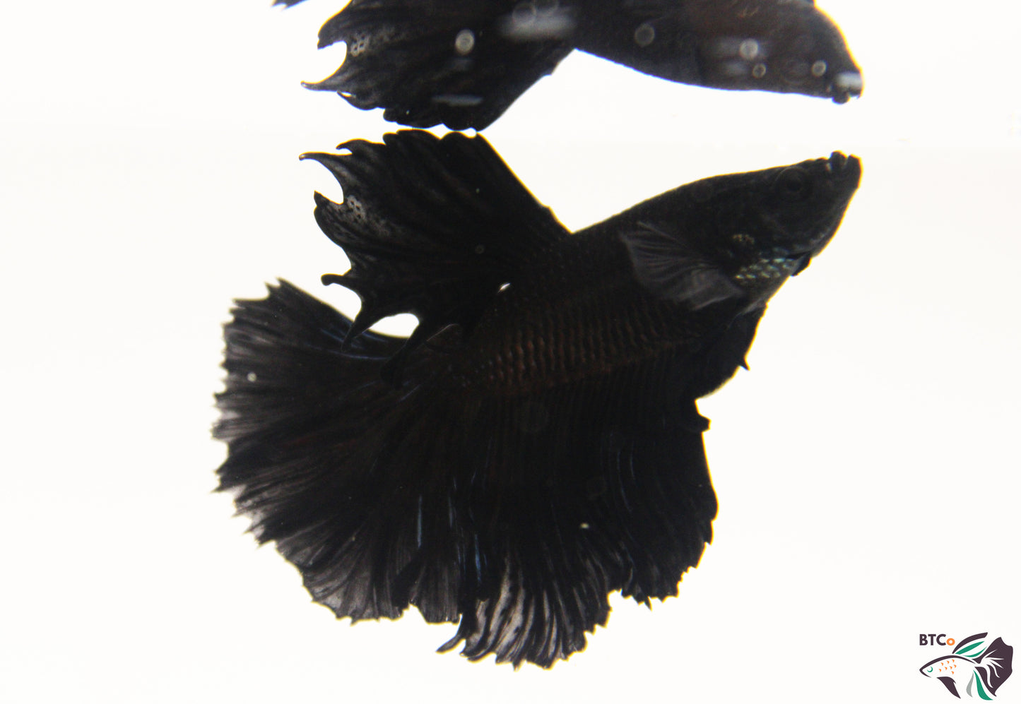 Teddy - Black Orchid Halfmoon - Male