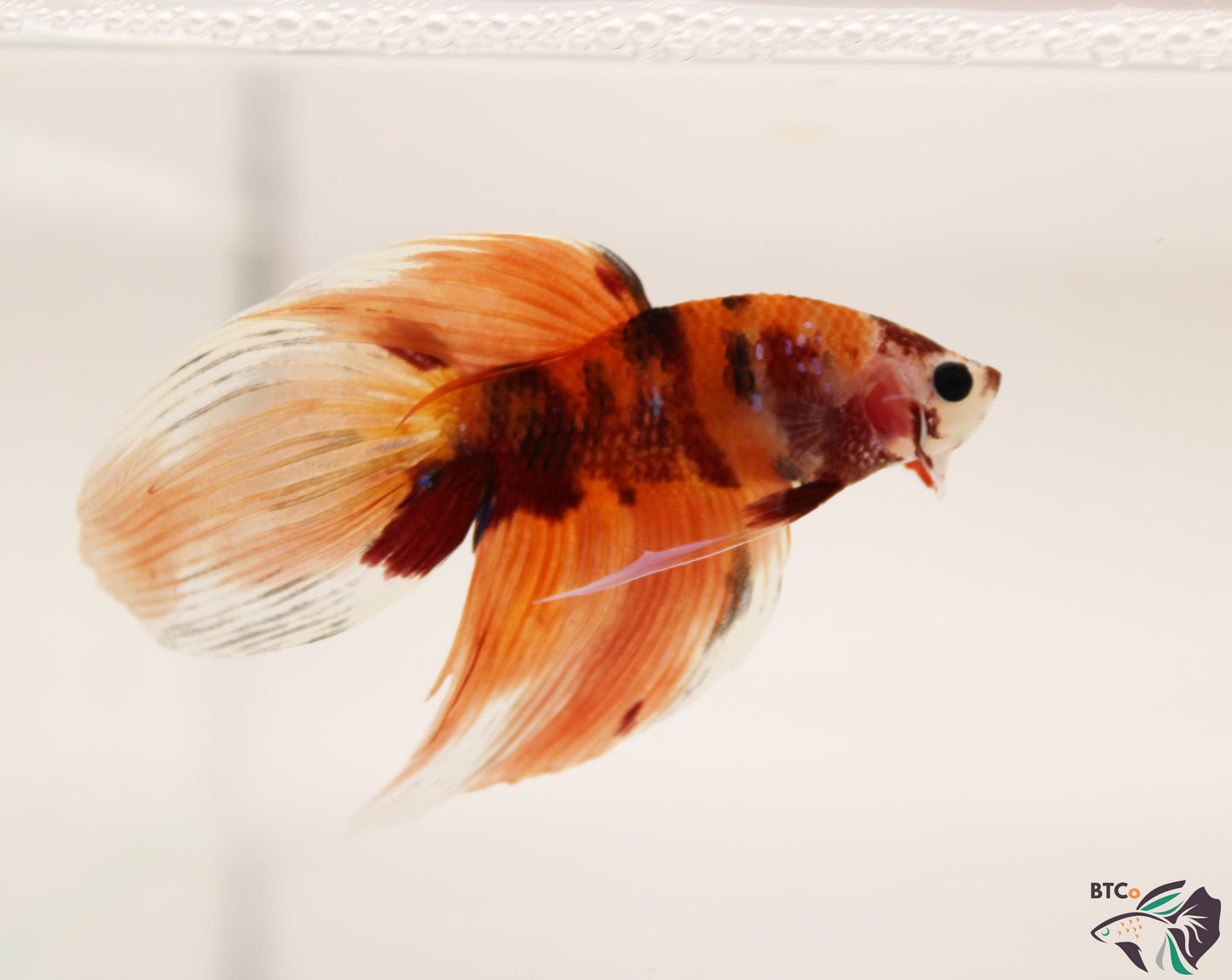 Ziggy - Nemo Koi Veiltail Betta - Male