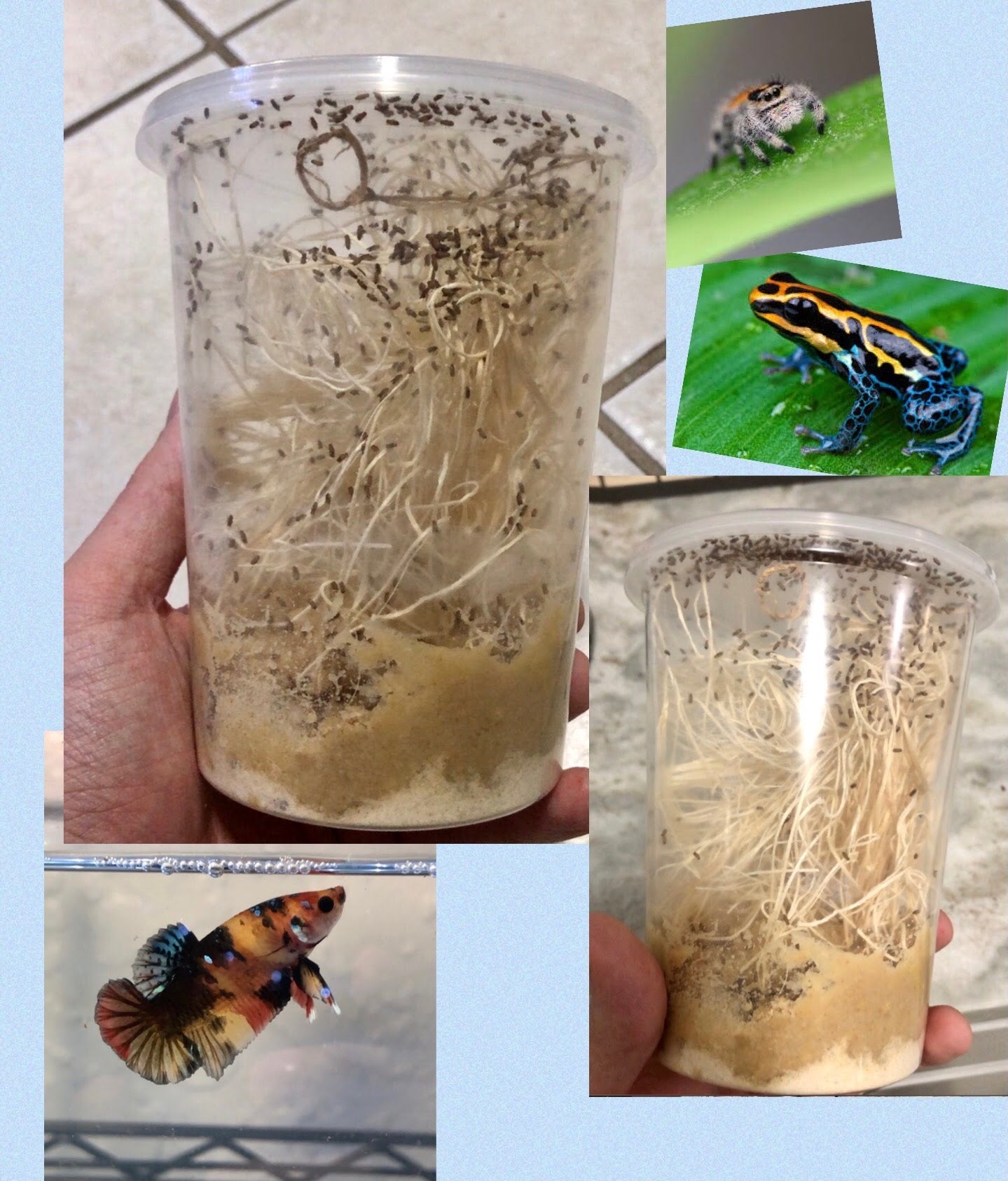 Fruit Fly Culture (Drosophila Melanogaster)