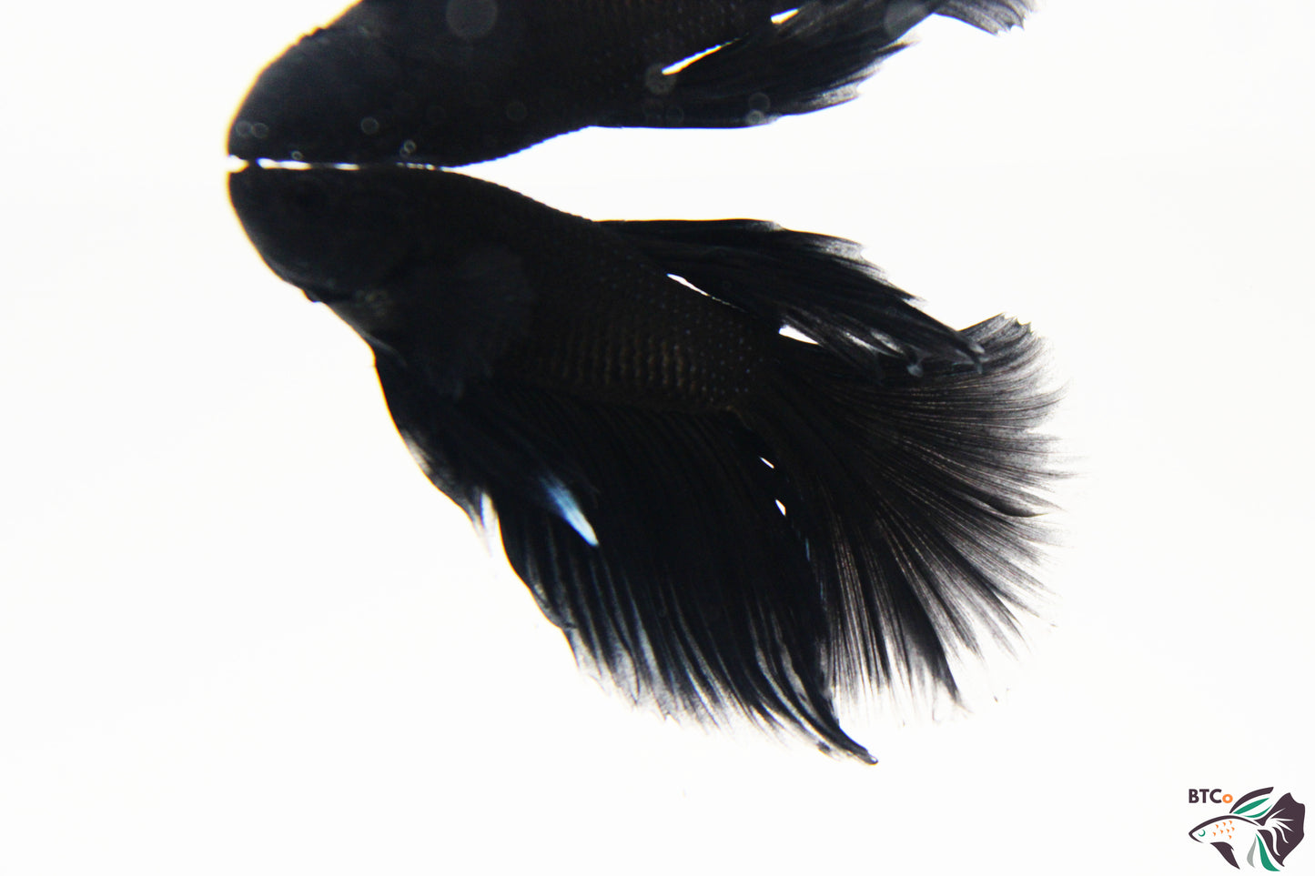 Sparky - Black Orchid Halfmoon - Male