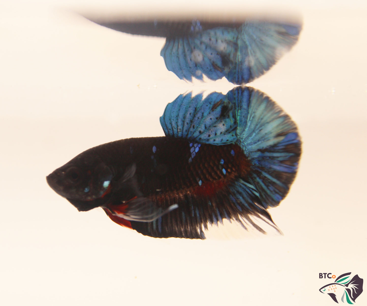 Ryder - Black Avatar Galaxy - Male