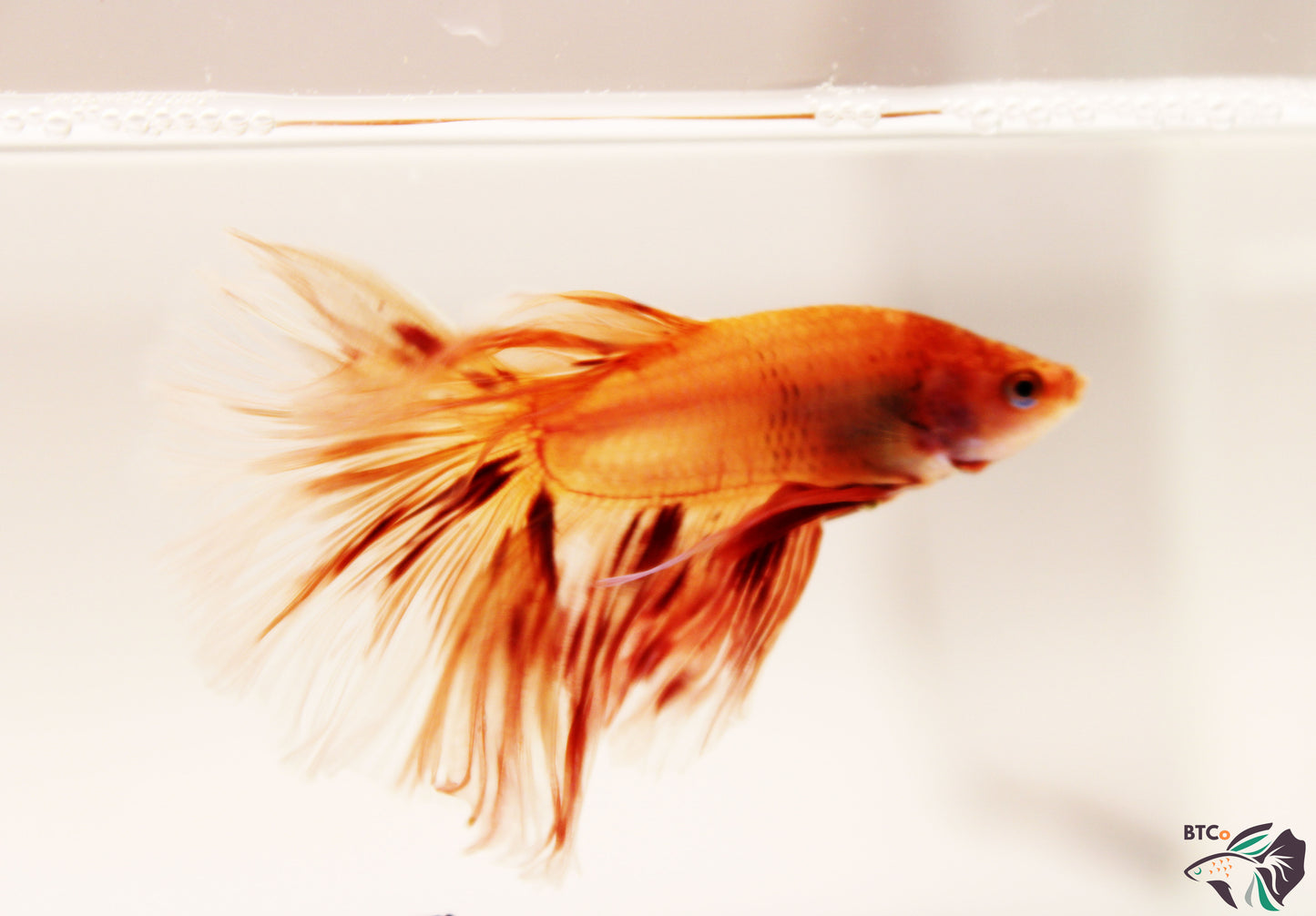 Lewis - Vanda (Armageddon) Over Halfmoon - Male