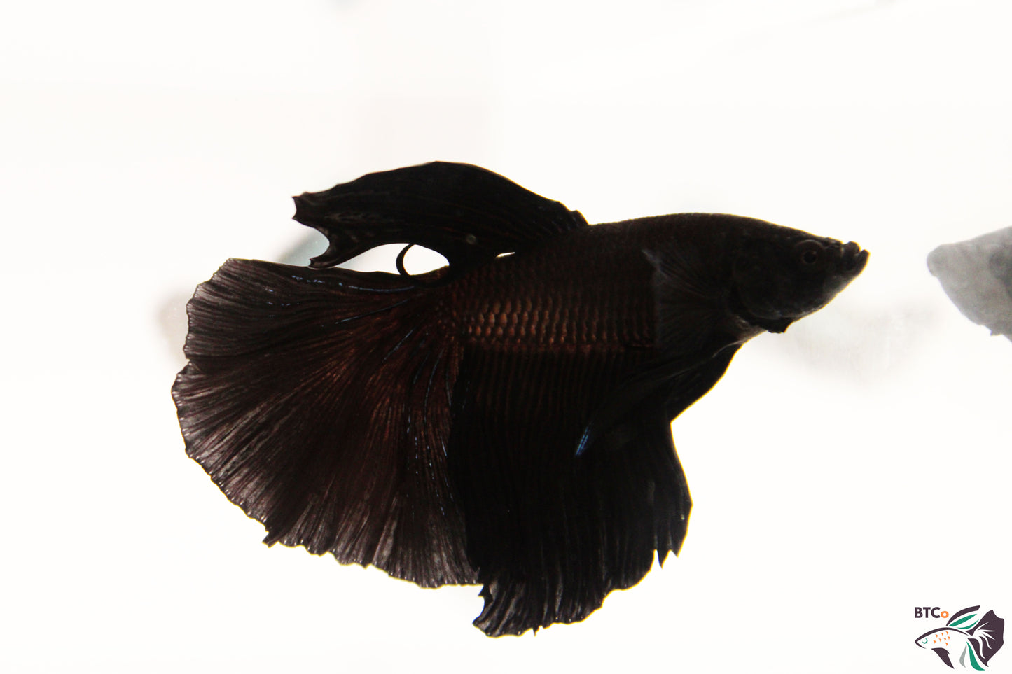 Toby - Black Orchid Halfmoon - Male