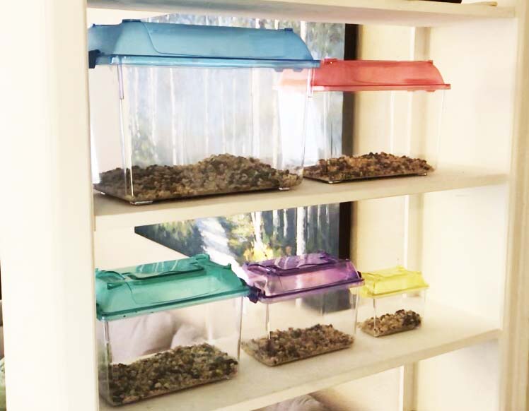 Plastic Portable Pet Containers-5 Sizes