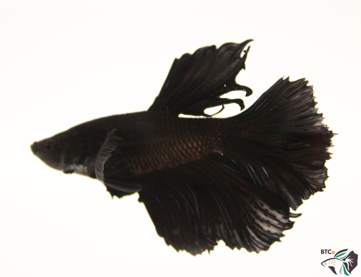 Teddy - Black Orchid Halfmoon - Male
