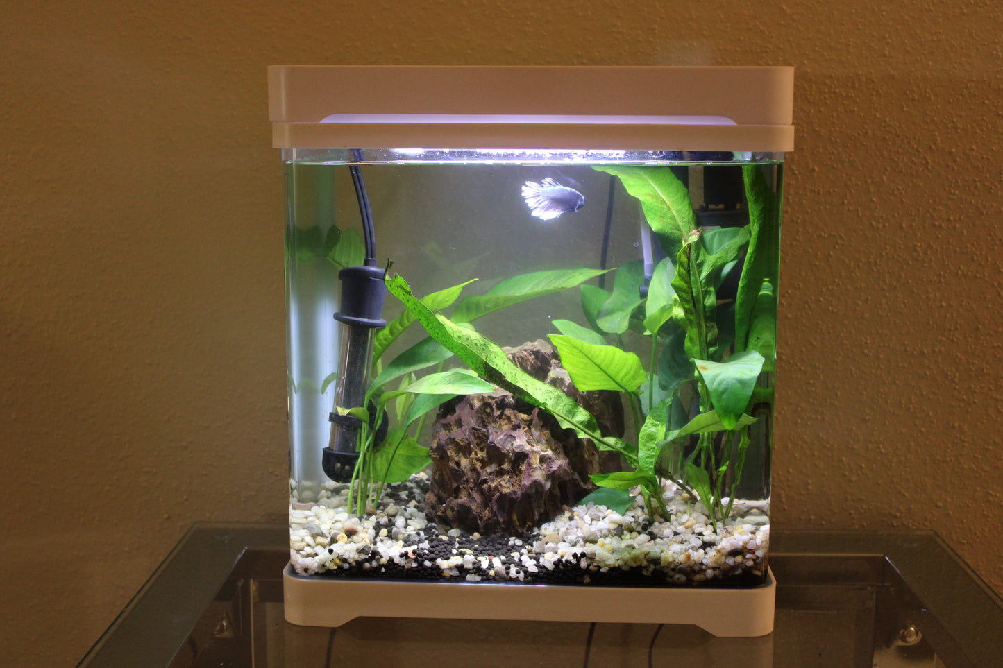 Aquarium - All in One - Multi Color Lighting - Tempered Glass Cover - 5 Gallons