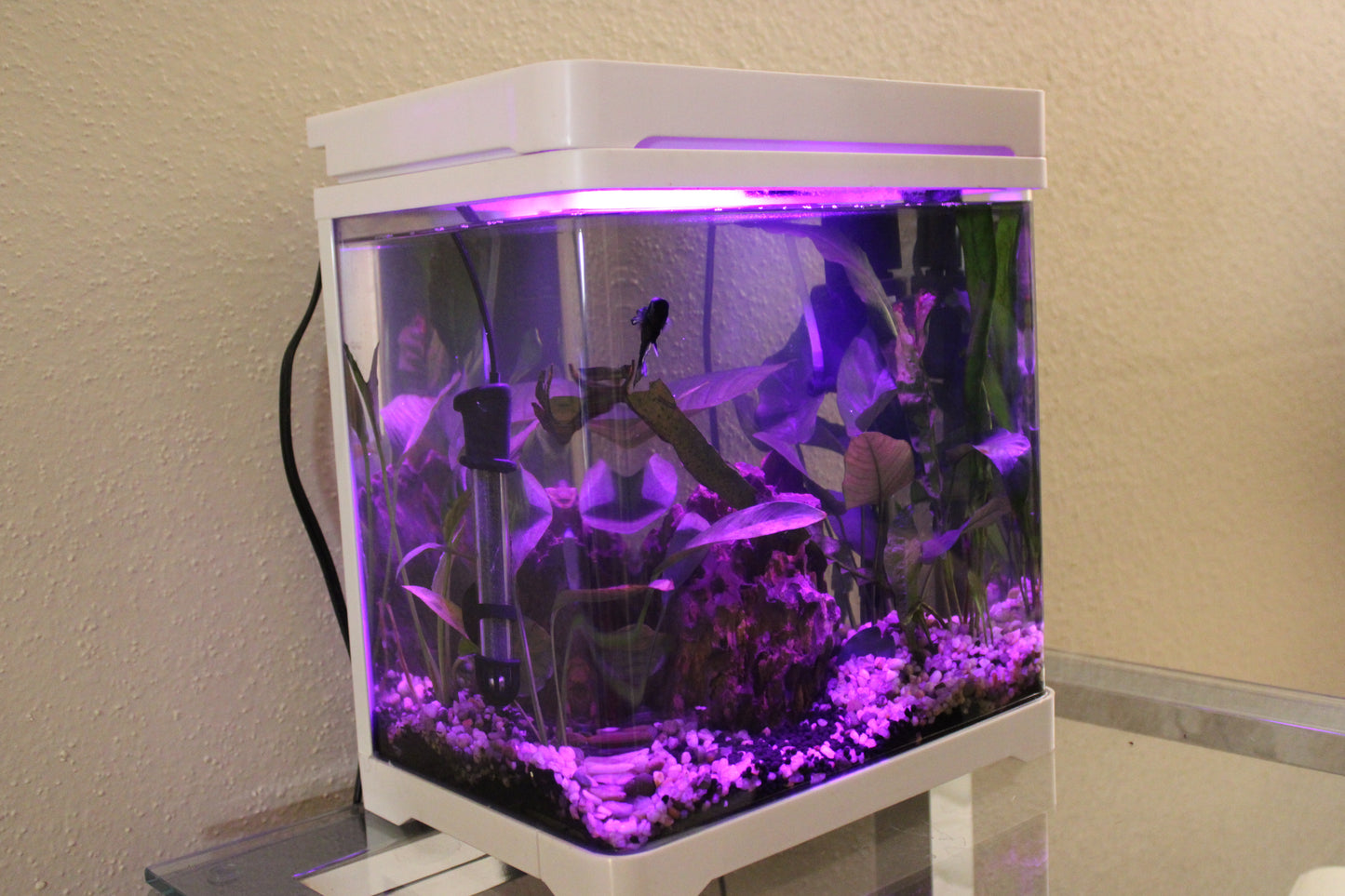 Aquarium - All in One - Multi Color Lighting - Tempered Glass Cover - 5 Gallons
