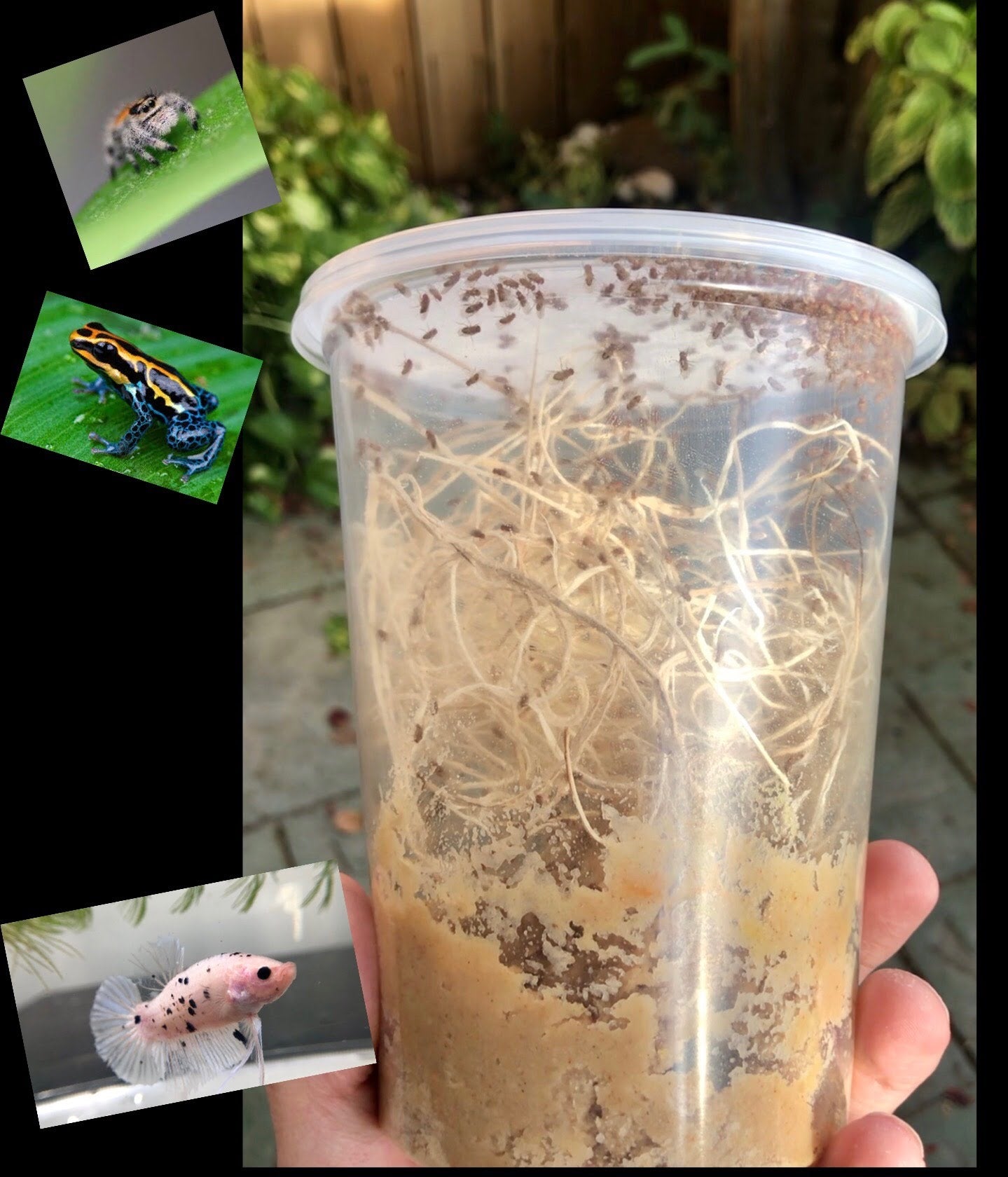 Fruit Fly Culture (Golden Hydei)