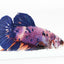 Koda - Giant Betta Male - Purple Dragon Koi - 2.5"