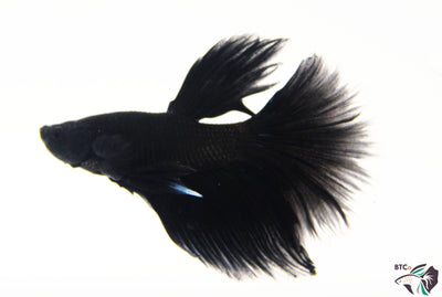 Sparky - Black Orchid Halfmoon - Male