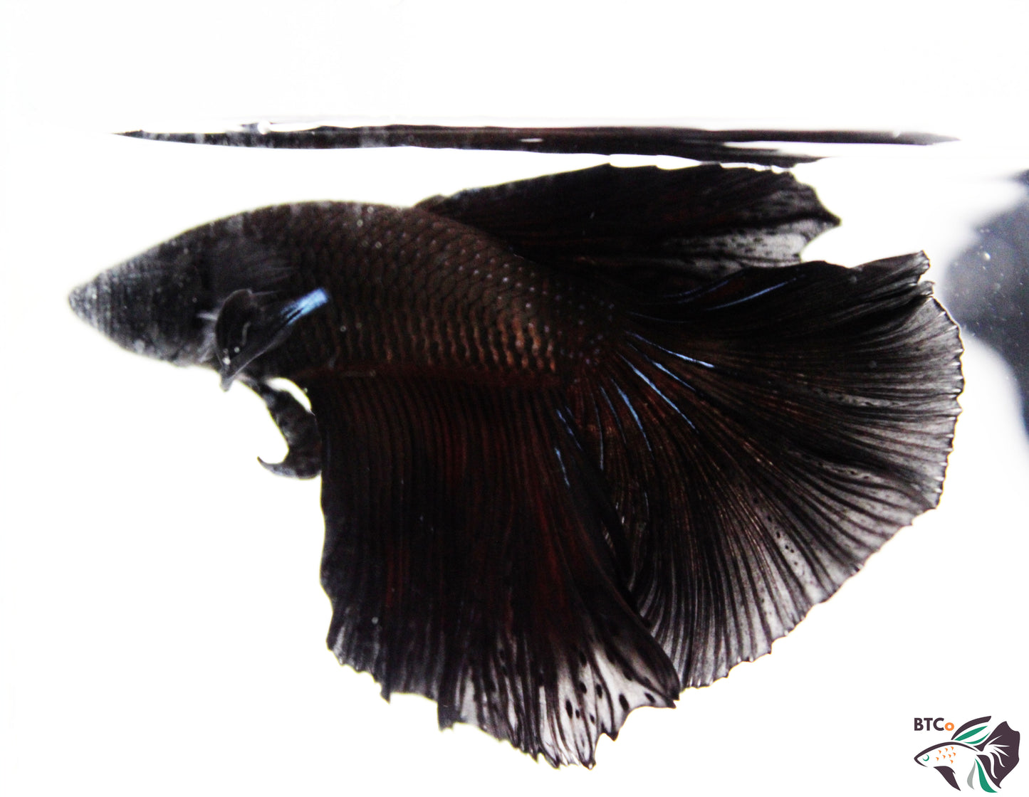 Stitch - Black Orchid Halfmoon - Male