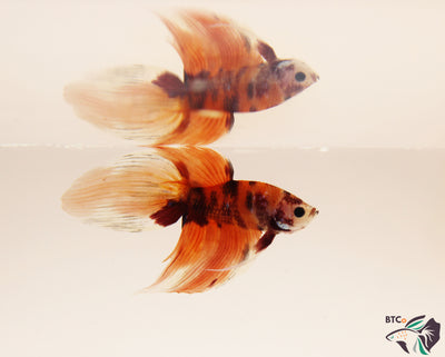 Ziggy - Nemo Koi Veiltail Betta - Male