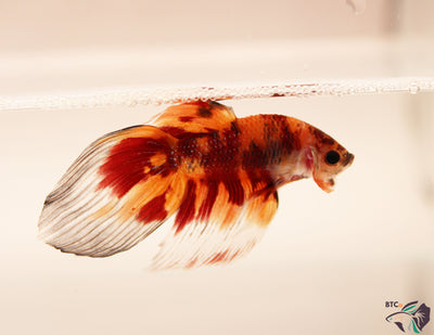 Yuki - Nemo Koi Veiltail Betta - Male