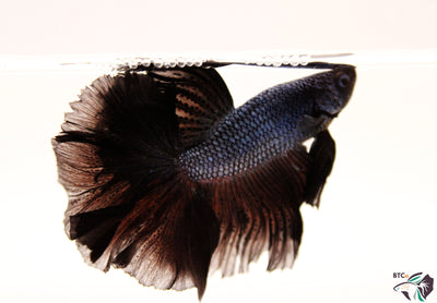 Trooper - Black Orchid Halfmoon - Male