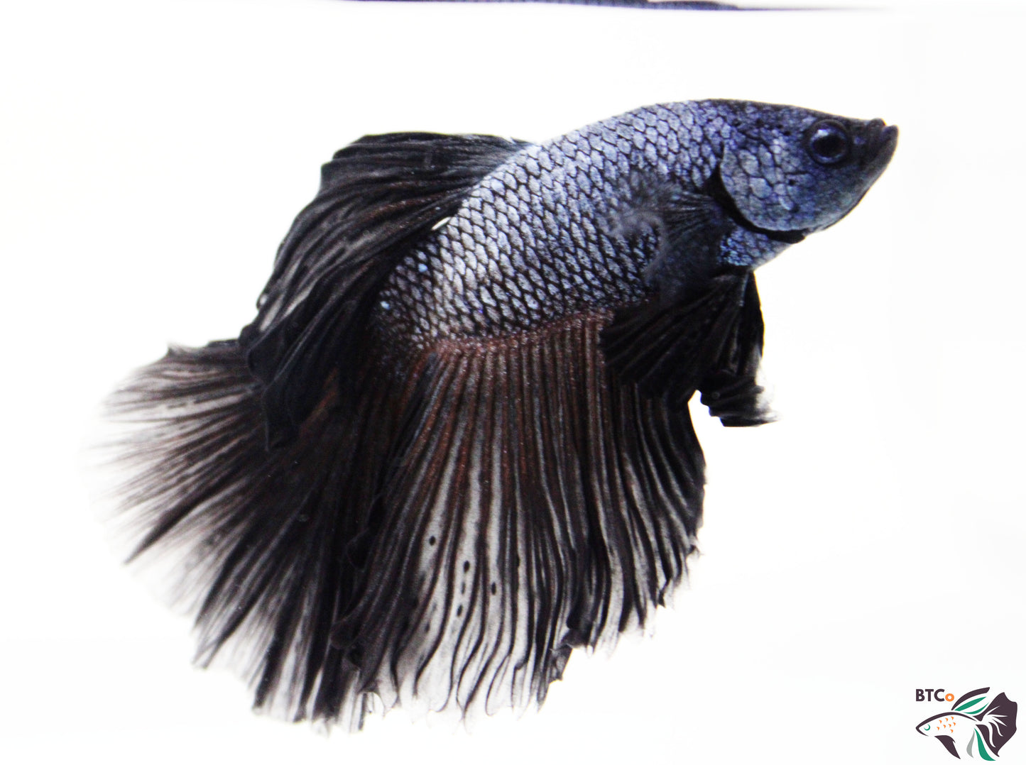 Sunny - Black Orchid Halfmoon - Male